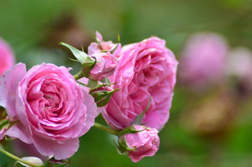 ピンクのバラの花