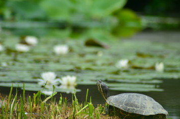 カメと蓮の花