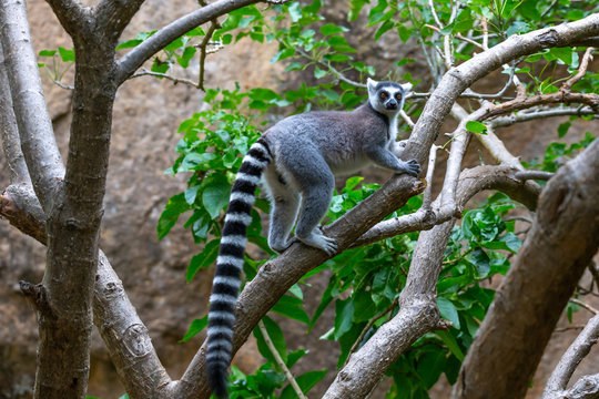 A ring-tailed lemur in its natural environment