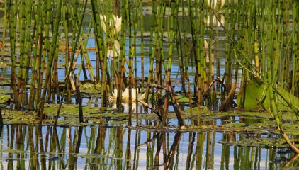 Lilie wodne na stawie © Piotr