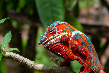Colorful chameleon on a branch in a national park on the island of Madagascar © 25ehaag6