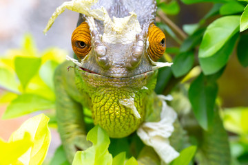 Colorful chameleon on a branch in a national park on the island of Madagascar