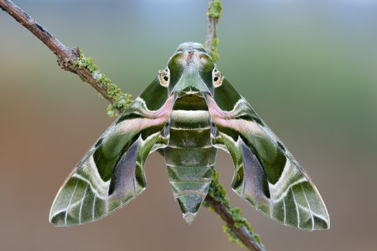 Oleander Hawk-moth - Daphnis nerii, beautiful colored moth