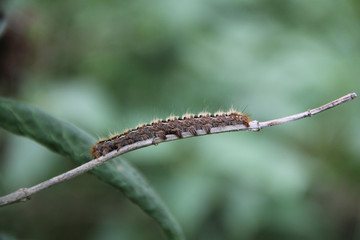 Small wild brown caterpillar on a Lilac branch in the garden on springtime on selective focus
