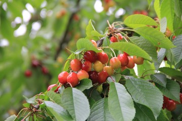 Red ripe cherries on the branch in the orchard. Prunus avium tree with fruits on springtime
