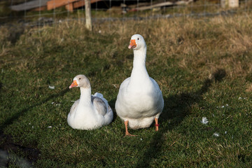 Animals in Nolsoy, Faroe Islands