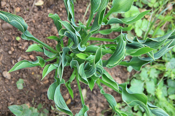 Hosta 