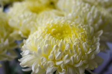 Beautiful large yellow chrysanthemum flowers in nature