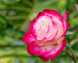 colorful purple and creamy white rose flower closeup in the garden, strong bokeh