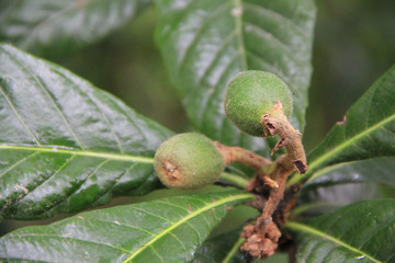 Common Medlar tree with fruits growing on branch. Mespilus germanica tree in the garden

