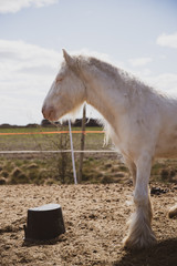 horse © Zuzanna