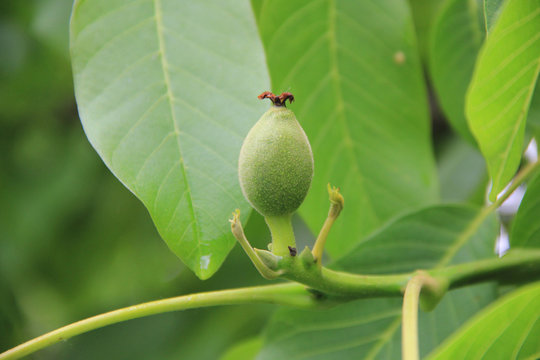 Close-up of green unripe walnuts growing on a tree on springtime. Juglans regia tree