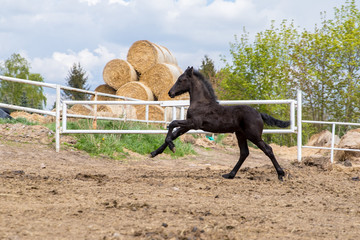 horse © Zuzanna