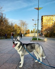 husky dog in the city