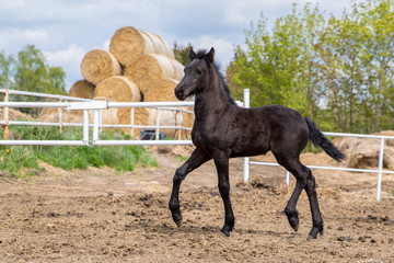 horse © Zuzanna