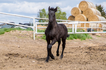 horse © Zuzanna