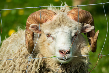 Front view of ram with huge horns