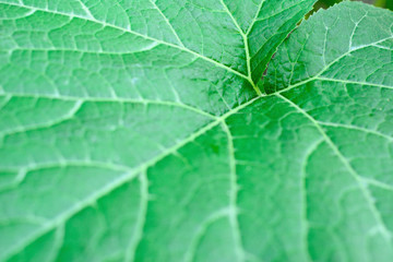 Pumpkin leaves with natural background.