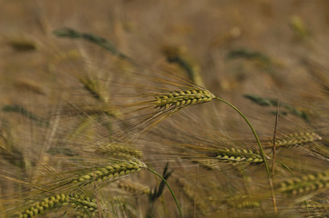 Natural wheat groving in the sun