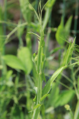 Obraz premium Close-up of Sweet pea plant growing in the garden on springtime. Lathyrus odoratus plant 