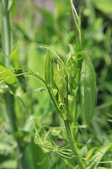 Close-up of Sweet pea plant growing in the garden on springtime. Lathyrus odoratus plant
