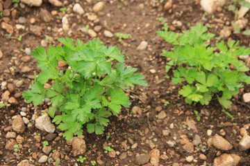 Small Parsley plant growing in the vegetable garden on springtime. Cultivated Petroselinum crispum plant
