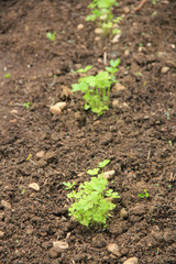 Small Parsley plant growing in the vegetable garden on springtime. Cultivated Petroselinum crispum plant
