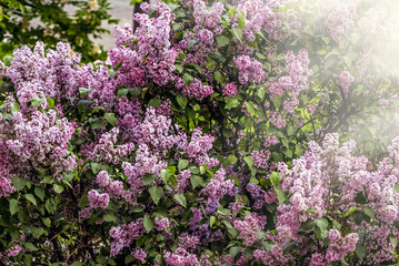Lush purple lilac bushes