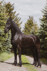 horse © Zuzanna
