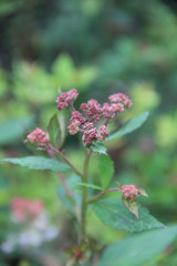 Spirea bush with beautiful pink blossons on branch in the garden on springtime
