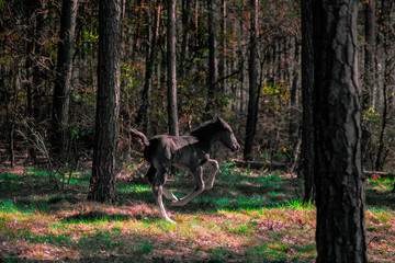 horse © Zuzanna