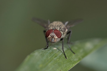 stable fly