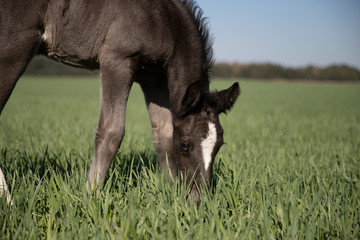 horse © Zuzanna