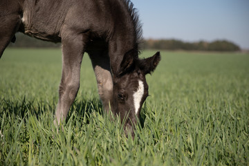 horse © Zuzanna