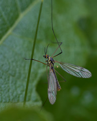 close up of a skorpion fly
