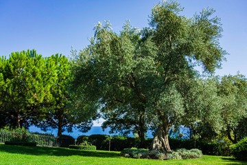 Alushta, Russia - September 28, 2019: Paradise landscape park in Crimea. Olive trees (Olea europaea) in relict olive grove in Aivazovsky. Age of trees is more than 200 years. Landscape architecture.