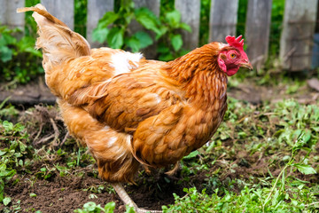 red hen digs fresh grass and looks for a worm. against the background of wooden fence. Concept of household and farming