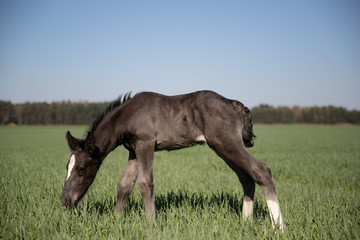 horse © Zuzanna