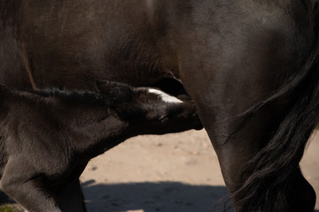 horse © Zuzanna