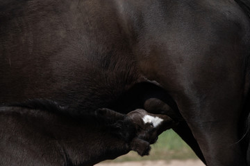 horse © Zuzanna
