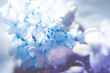 日本の花、紫陽花。梅雨・初夏の季節。
