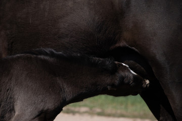 horse © Zuzanna