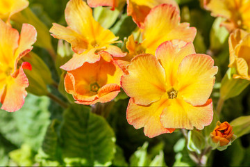 Garden primrose yellow-cream in the spring garden.