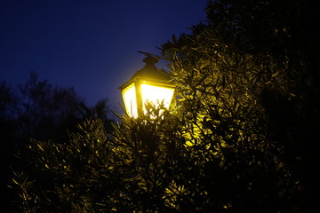 Light in the park