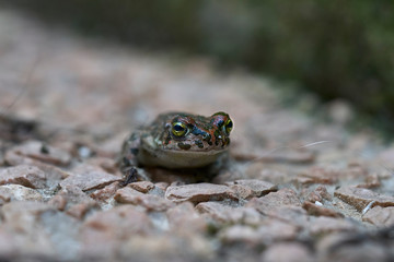 close up of a green toad