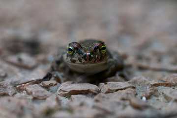 close up of a green toad