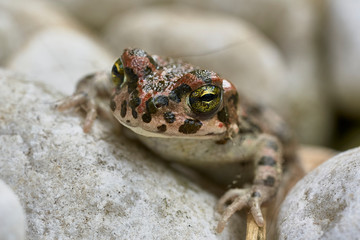 close up of a green toad