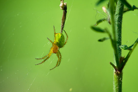 Close up of a cucumber green spider