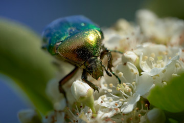 close up of a rose beetle
