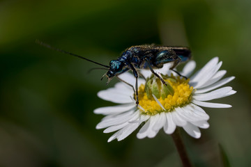 Close up of a thick legged flower beetle